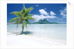 Palm Tree on a Tropical Beach by Anonymous