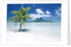 Palm Tree on a Tropical Beach by Anonymous