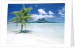 Palm Tree on a Tropical Beach by Anonymous