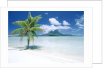 Palm Tree on a Tropical Beach by Anonymous