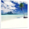 Palm Tree on a Tropical Beach by Anonymous
