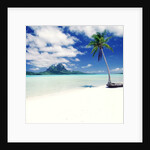 Palm Tree on a Tropical Beach by Anonymous
