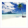 Palm Tree on a Tropical Beach by Anonymous