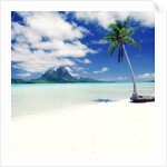 Palm Tree on a Tropical Beach by Anonymous