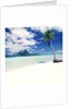 Palm Tree on a Tropical Beach by Anonymous