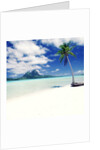 Palm Tree on a Tropical Beach by Anonymous