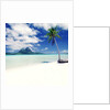 Palm Tree on a Tropical Beach by Anonymous