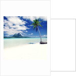 Palm Tree on a Tropical Beach by Anonymous