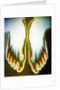 X-ray of Feet by Anonymous