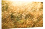 Golden Grass by Anonymous