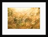 Golden Grass by Anonymous