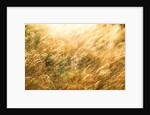 Golden Grass by Anonymous