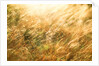 Golden Grass by Anonymous