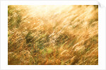 Golden Grass by Anonymous