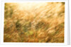 Golden Grass by Anonymous