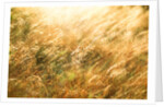 Golden Grass by Anonymous