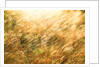 Golden Grass by Anonymous