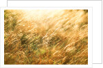 Golden Grass by Anonymous