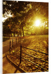 Sunrise in Central Park by Anonymous
