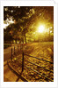Sunrise in Central Park by Anonymous