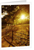 Sunrise in Central Park by Anonymous