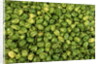 Habanero Chilies at the Central Market by Anonymous