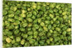 Habanero Chilies at the Central Market by Anonymous