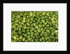 Habanero Chilies at the Central Market by Anonymous