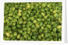 Habanero Chilies at the Central Market by Anonymous
