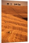 Bales in Rolling Fields by Anonymous