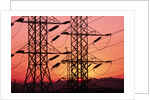 Sunset Behind Electrical Towers by Anonymous