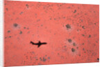 Jet Shadow on a Desert by Anonymous