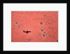 Jet Shadow on a Desert by Anonymous