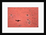 Jet Shadow on a Desert by Anonymous