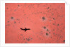 Jet Shadow on a Desert by Anonymous