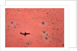 Jet Shadow on a Desert by Anonymous