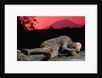 Cast of Pompeiian Victim of Mount Vesuvius by Anonymous