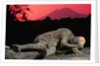 Cast of Pompeiian Victim of Mount Vesuvius by Anonymous