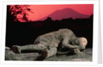 Cast of Pompeiian Victim of Mount Vesuvius by Anonymous