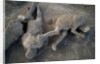 Bodies in Pompeii by Anonymous