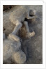 Bodies in Pompeii by Anonymous