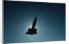 SR-71 in Flight by Anonymous
