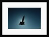 SR-71 in Flight by Anonymous