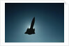 SR-71 in Flight by Anonymous