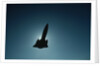 SR-71 in Flight by Anonymous