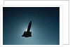SR-71 in Flight by Anonymous