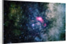 The Lagoon Nebula by Anonymous