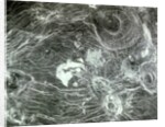 Arachnoid Volcanoes on Venus by Anonymous