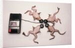 Frogs Undergoing Hypnosis by Anonymous