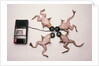 Frogs Undergoing Hypnosis by Anonymous